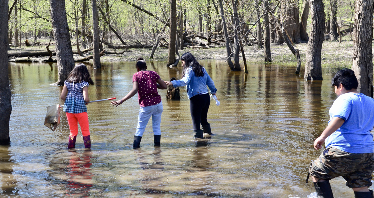 ThatcherPond Netting in Thatcher Woods