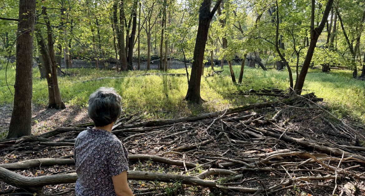A woman in a patterned top and gray pants looks out over a natural landscape in the Forest Preserves with light streaming in.